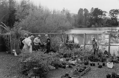 Photograph - Trees and shrubs after Ash Wednesday Fires, 1983