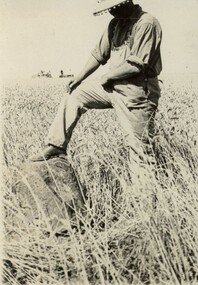 Photograph - AL Harvestor 1920s