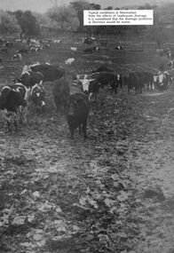 Photograph - Photographs of proposed Newmark Saleyards site, 1991