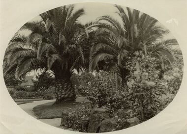 Photograph - HV McKay Memorial Gardens Sunshine Gardens palm trees, [1939-early 1940s]
