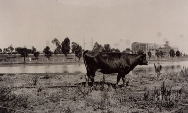 Photograph - Mr Colin Phillips cow Nellie, circa 1930s