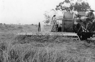 Photograph - Tractor harvester and crop, 1952