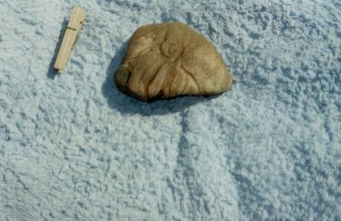 Photograph - Fossil imprint, 1996