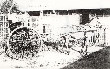 Photograph - Horse drawn buggy with driver