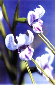 Archive - Sunshine Orchid Diuris punctata