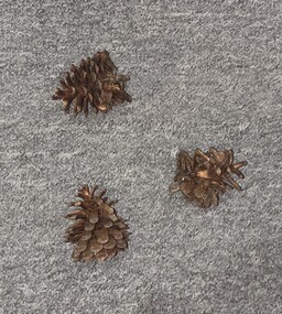 Plant specimen - Commonwealth Remont Department Pinecones