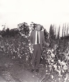 Photograph - Massey Ferguson Cotton Harvesting Photographs