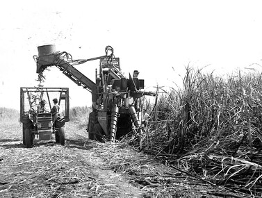 Photograph - Massey Ferguson - Cane Harvester Photograph Collection
