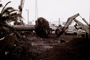 Photograph - St. Albans Square Palm Tree Installation 1991 Photographs, C. McGee, 17th June 1991