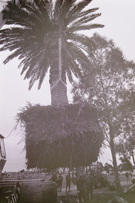 Photograph - Errington Reserve Main Road East Palm Tree Installation 1993 Photographs, Sharon Cavanagh, 16th May 1993
