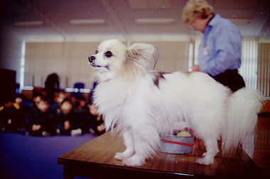 Photograph - Sunshine Heights Primary School Pet Ownership Talk 2000 Photographs, The Sunshine Advocate, 11th July 2000