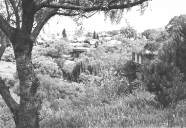 Houses bordering Rockbeare Park 1970s, Rockbeare Park Conservation Group, 1973-1980