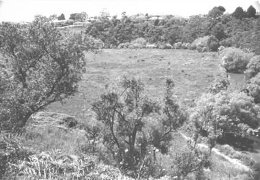 Horses in Rockbeare Park 1970s, Laurie Course, 1973-1980