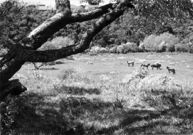 Horses in Rockbeare Park 1970s, 1973-1980