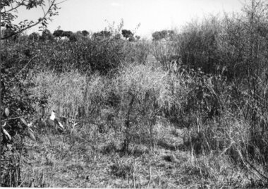 Rockbeare Park, Rockbeare Park Conservation Group, 1970-1980