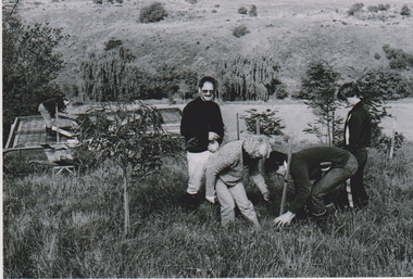 Planting to screen shed, 1979