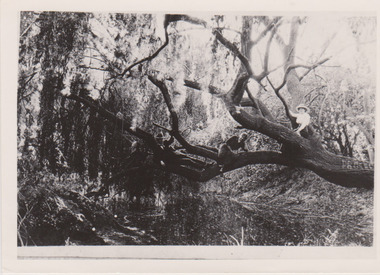 Rockbeare Park 1914, 1914