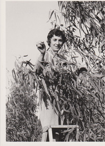 Picking caterpillars off young trees c. 1980, Rockbeare Park Conservation Group, 1974-1981