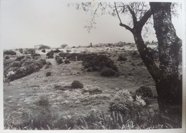 Darebin Parklands looking toward Yarana rd, Rockbeare Park Conservation Group, 1973-1975