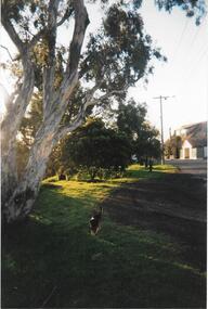 Darebin Parklands, Darebin Parklands Association, 1990 - 1999