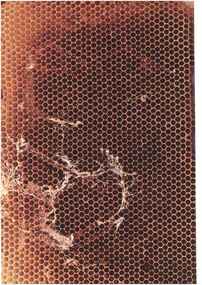 Publication, Virtual hive [11 frames]. (E. H. Thorne (Beehives) Ltd). Lincolnshire, UK, [nd], [nd]
