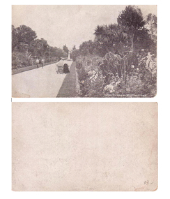 Postcard - Williamstown Botanic Gardens, 1900-1920