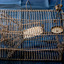 Rat trap side view