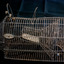 Rat trap side view