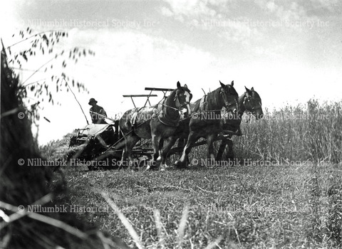 Reaping Oats in the Diamond Valley