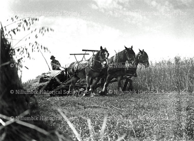 Reaping Oats in the Diamond Valley