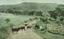 Landscape scene with cows on a road