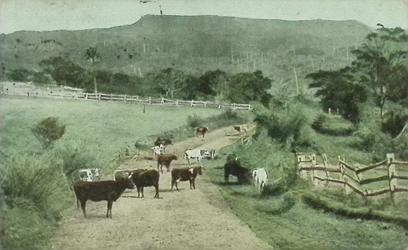 Landscape scene with cows on a road