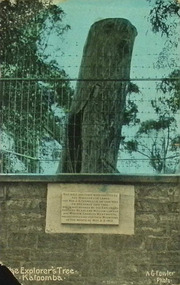 Postcard. Coloured photograph of Explorer's Tree, Katoomba. A.G Fowler