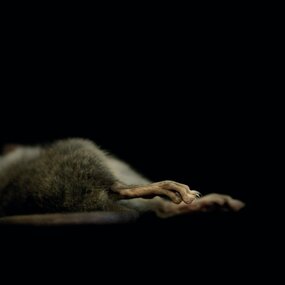 Photograph, Aneta Bozic, After Life: Mouse, 2012