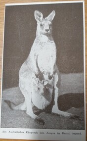Souvenir - Postcard, Australian Kangaroo post card, 1940's