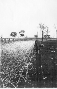 Photograph, Barbed wire compound fencing