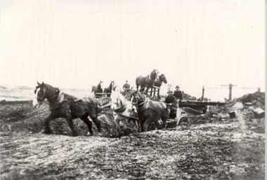 Photograph, Horse teams constructing Waranga Basin embankment