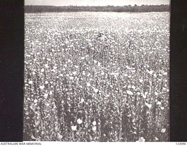 Photograph - Photograph - copy, Loveday Opium Crop, 1989 copy