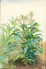 Painting - Painting - Watercolour, Bluhenden, Tasak