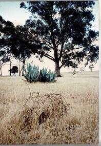 Photograph, Camp 3 remains