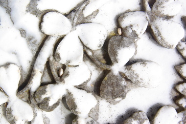 Photograph - Colour, Shamrocks