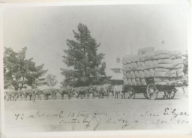 Black and white photograph, Bullock drawn wool wagon, "Eilyer"