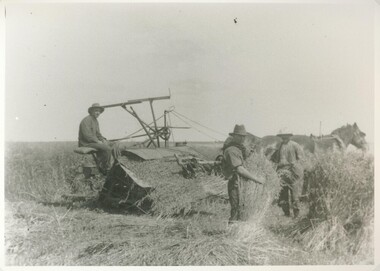 Black and white photograph, Oat harvest at Lake Bolac