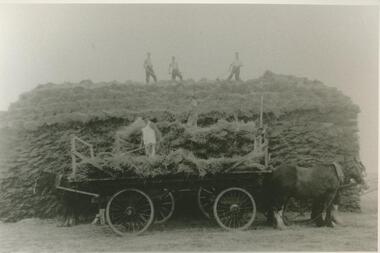 Black and white photograph, Stacking flax at Lake Bolac
