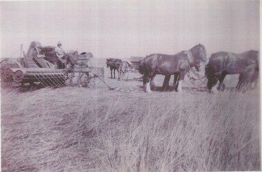 Black and white photograph, Harvesting on "Fintry", Lake Bolac