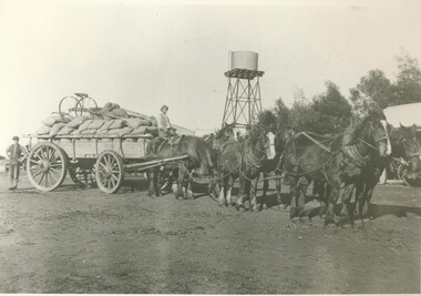 Black and white photograph, Carting wheat on "Bellevue", c.1910