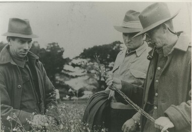 Black and white photograph, 'Flax Day' at Lake Bolac, 1946