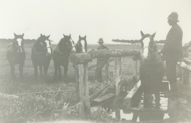 Black and white photograph, Hoof-bath for Horses, "Bellevue", Lake Bolac, circa 1910
