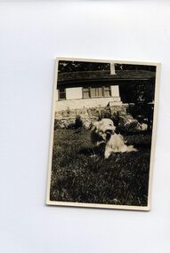 Photograph - Jack Collection