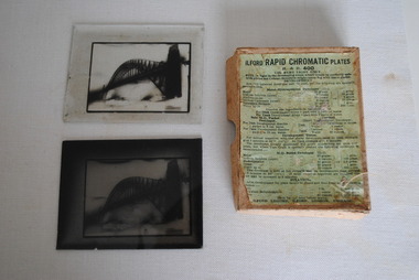 Ilford Rapid Chromatic Plates, Ilford Limited, Estimated 1932